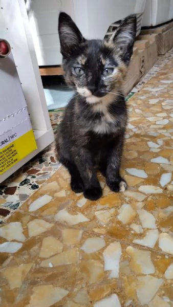 Spettacolare gattina dagli occhi verdi | Foto 5
