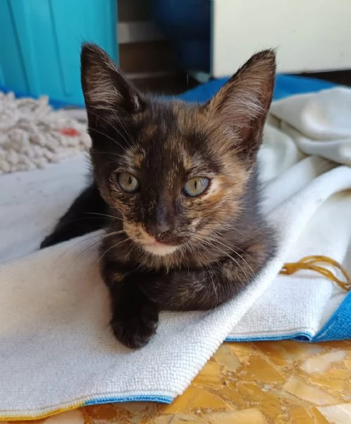 Spettacolare gattina dagli occhi verdi | Foto 4