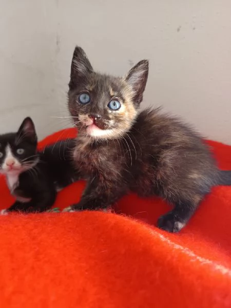 Spettacolare gattina dagli occhi verdi | Foto 3