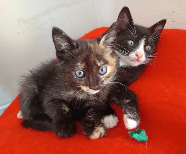 Spettacolare gattina dagli occhi verdi | Foto 2