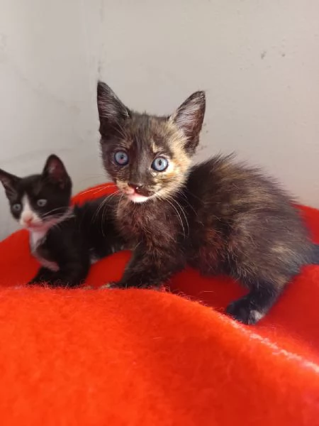 Spettacolare gattina dagli occhi verdi | Foto 1