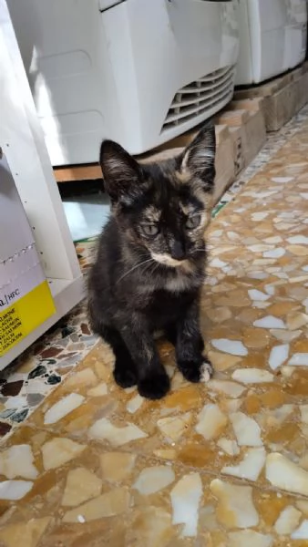Spettacolare gattina dagli occhi verdi | Foto 0