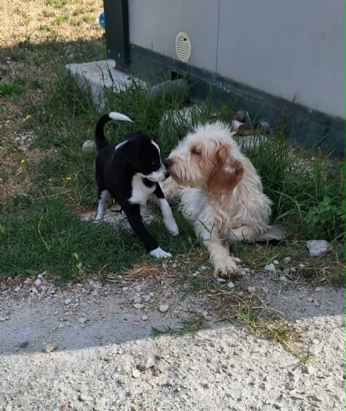 Bobo dolcissimo cucciolo in adozione  | Foto 4