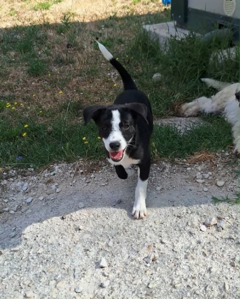 Bobo dolcissimo cucciolo in adozione  | Foto 3