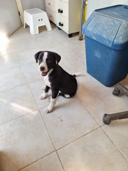 Bobo dolcissimo cucciolo in adozione  | Foto 2