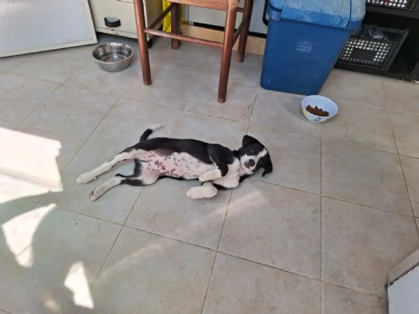 Bobo dolcissimo cucciolo in adozione  | Foto 1