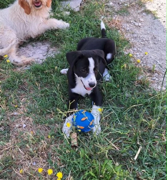 Bobo dolcissimo cucciolo in adozione 