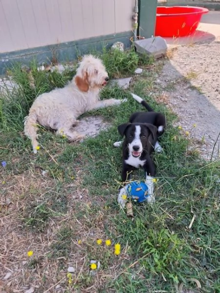Bobo dolcissimo cucciolo in adozione  | Foto 0