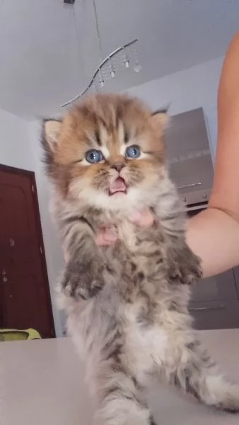 Gattini persiani 