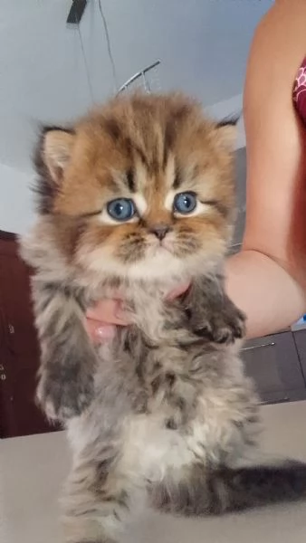 Gattini persiani  | Foto 5