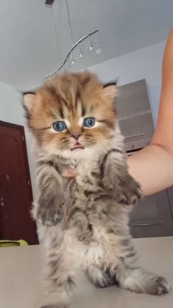Gattini persiani  | Foto 4