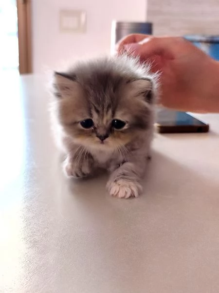 Gattini persiani  | Foto 1
