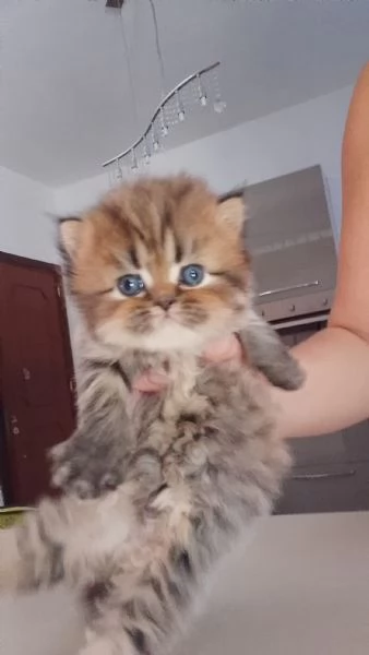 Gattini persiani  | Foto 0