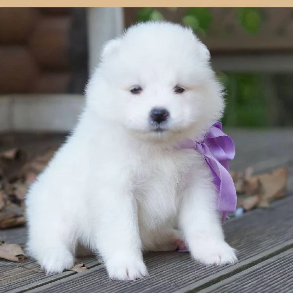 Regalo Cuccioli Samoiedo