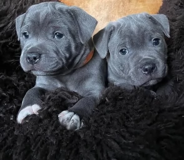 cucciolo di pitbull