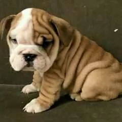 Regalo Disponibili cuccioli di Bouledogue Inglese.