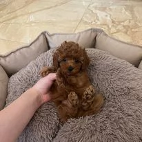 Regalo cuccioli di barboncino
