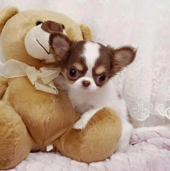 Regalo chihuahua taglia molto piccola