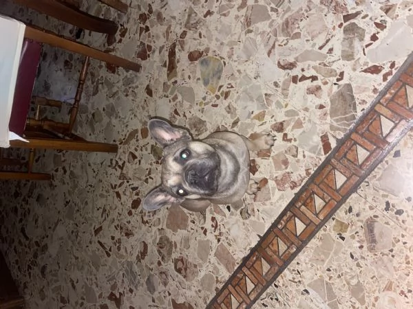 Vendo bulldog francese 