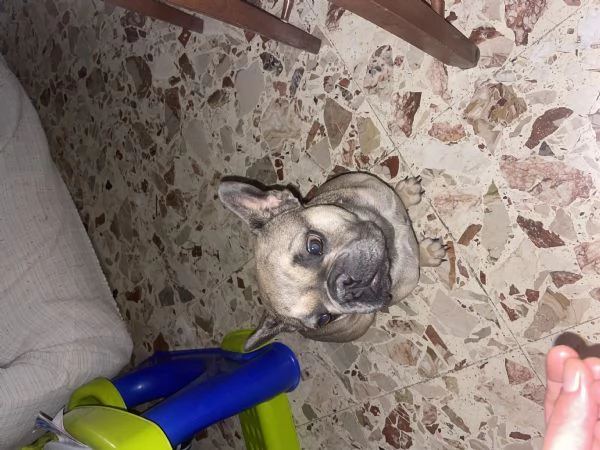 Vendo bulldog francese  | Foto 1