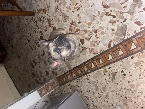 Vendo bulldog francese  | Foto 0