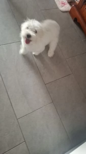 Cucciola maltese 