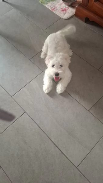 Cucciola maltese  | Foto 0