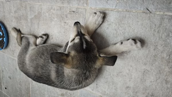 Cucciolo tipo Husky 4 mesi con microchip e vaccini  | Foto 2