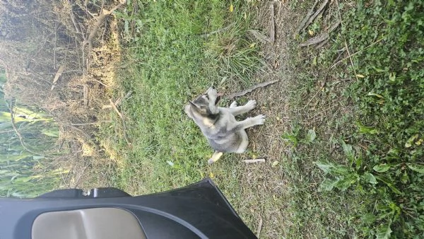 Cucciolo tipo Husky 4 mesi con microchip e vaccini  | Foto 0