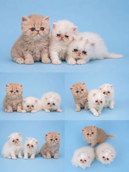 Cuccioli di persiano
