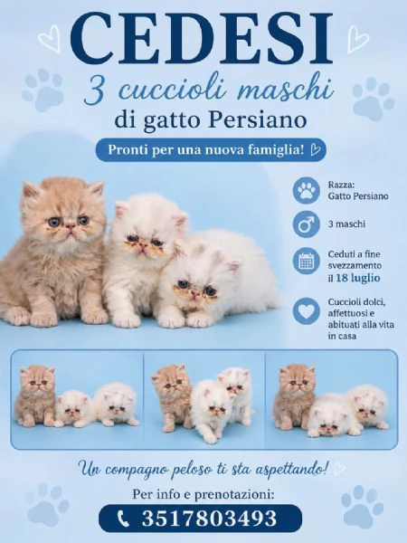 Cuccioli di persiano | Foto 0