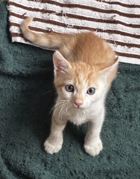 Regalo bellissimo gattino maschio
