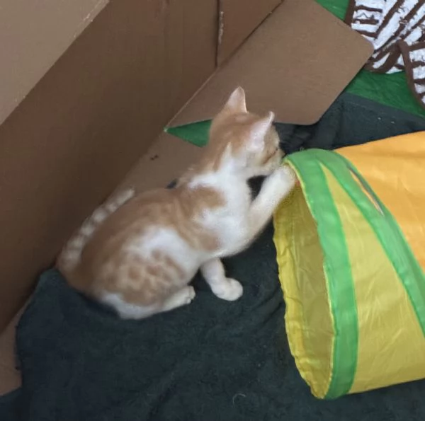 Regalo bellissimo gattino maschio | Foto 0