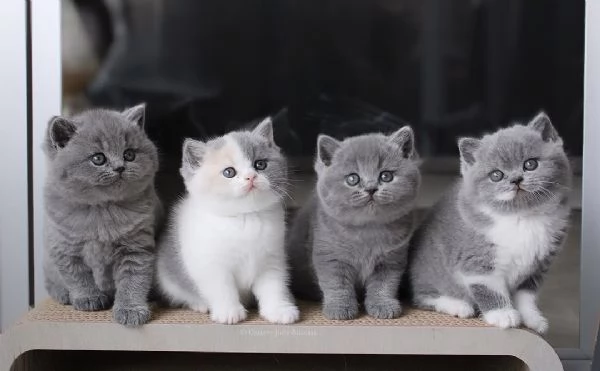 Splendidi gattini British Shorthair in adozione.