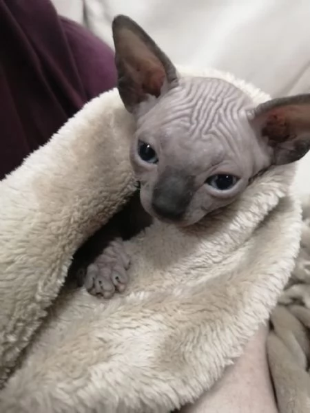 Cuccioli Sphynx cresciuti in casa cercano una famiglia amorevole