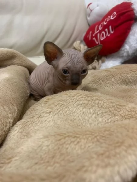 Cuccioli Sphynx cresciuti in casa cercano una famiglia amorevole | Foto 1