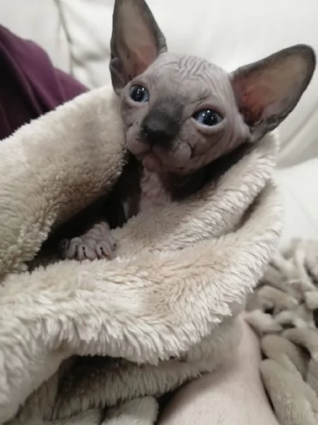 Cuccioli Sphynx cresciuti in casa cercano una famiglia amorevole | Foto 0
