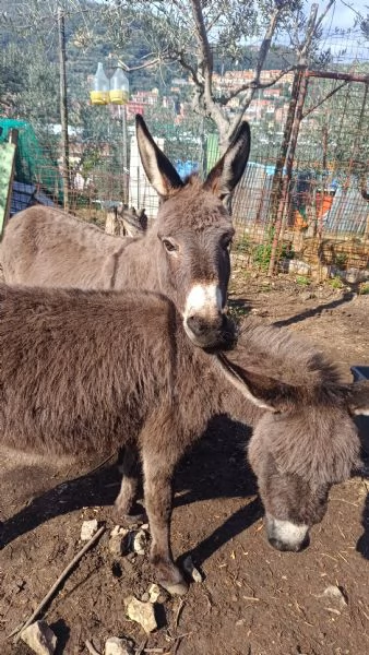 Vendo Asinelle e asinello  | Foto 1