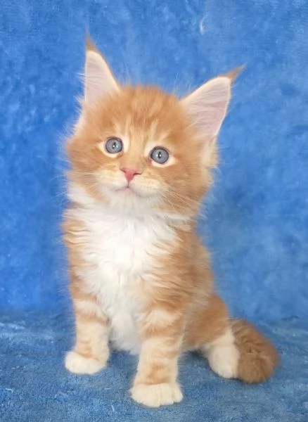 Cucciolo maine coon Red con pedigree 