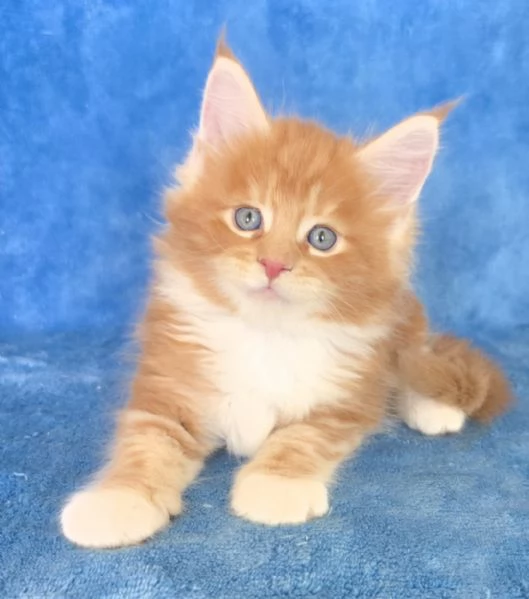 Cucciolo maine coon Red con pedigree  | Foto 0