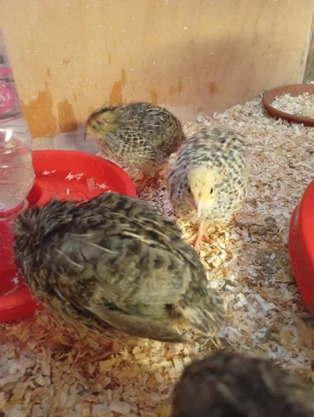 Quaglie ed uova di quaglia  | Foto 1