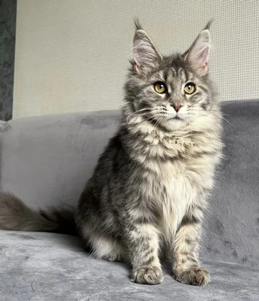 **Splendido Maine Coon maschio disponibile – dolce e socievole**