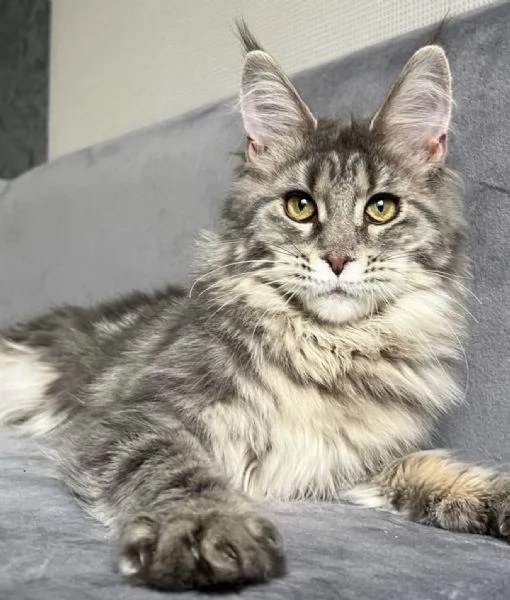 **Splendido Maine Coon maschio disponibile – dolce e socievole** | Foto 2