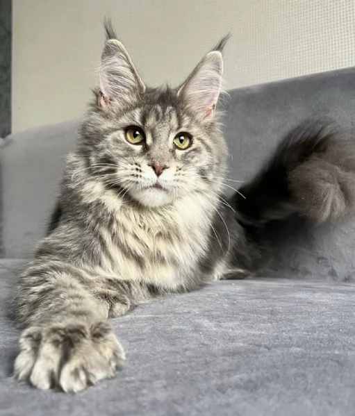 **Splendido Maine Coon maschio disponibile – dolce e socievole** | Foto 1