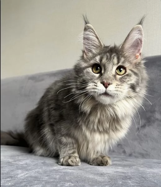 **Splendido Maine Coon maschio disponibile – dolce e socievole** | Foto 0