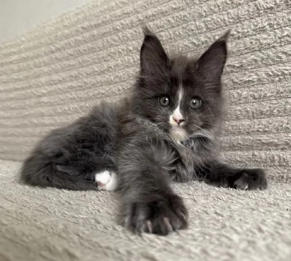 **Cucciola Maine Coon femmina con carattere dolcissimo**