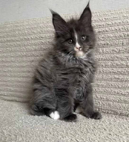 **Cucciola Maine Coon femmina con carattere dolcissimo** | Foto 1