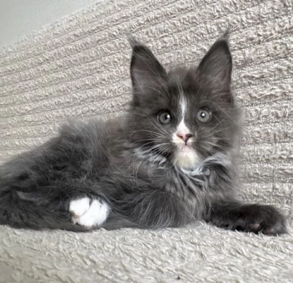 **Cucciola Maine Coon femmina con carattere dolcissimo** | Foto 0