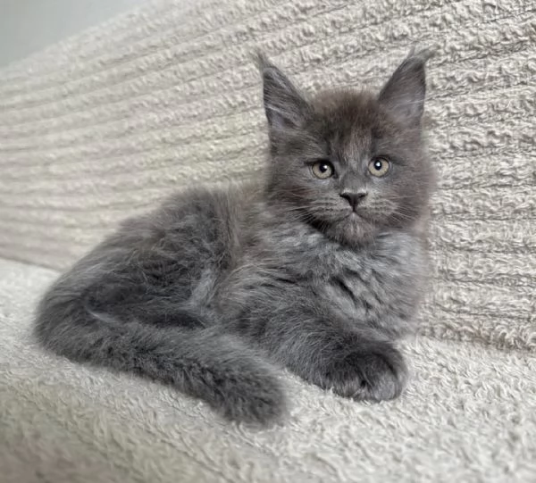 Maine Coon cucciolo allevato in famiglia – prenotabile | Foto 1