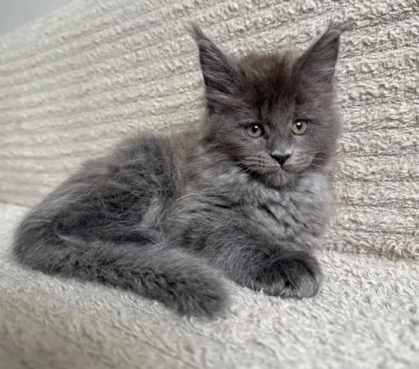 Maine Coon cucciolo allevato in famiglia – prenotabile | Foto 0